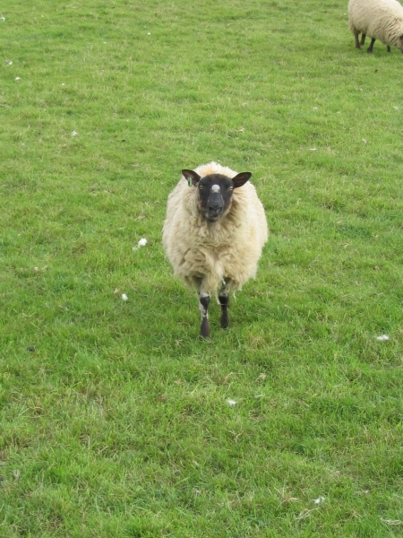 Interactive Segmentation With Morphological Hierarchies