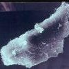 Cardiomyocite